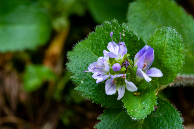 Veronica montana?  No, Veronica officinalis